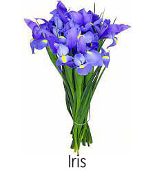 Iris