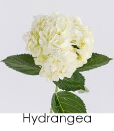 Hydrangea