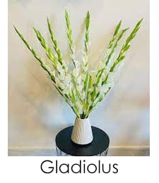 Gladiolus