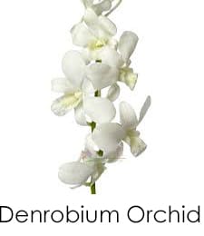 Dendrobium Orchid