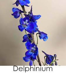 Delphinum