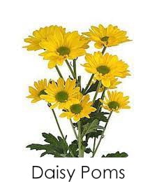 Daisy Poms