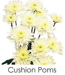 Cushion Poms