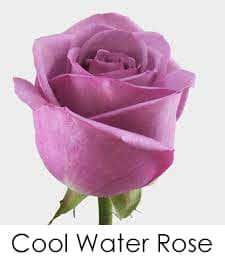 Cool Water Rose