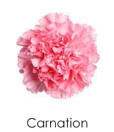 Carnation