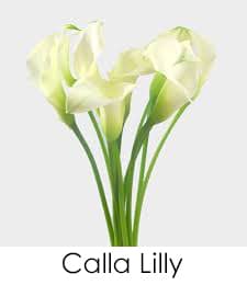 Calla Lily