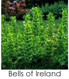 Bells of Ireland