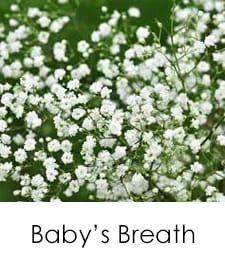 Babys Breath