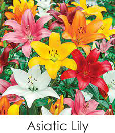 Asiatic Lily