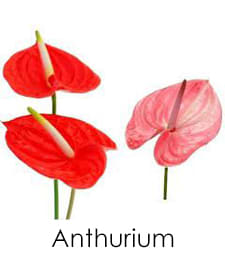 Anthurium