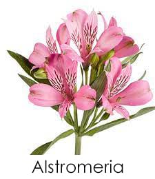 Alstromeria