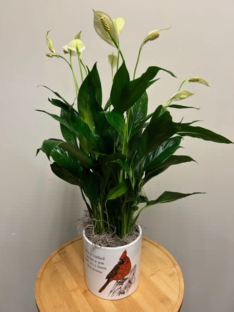 Blooming Peace Lily