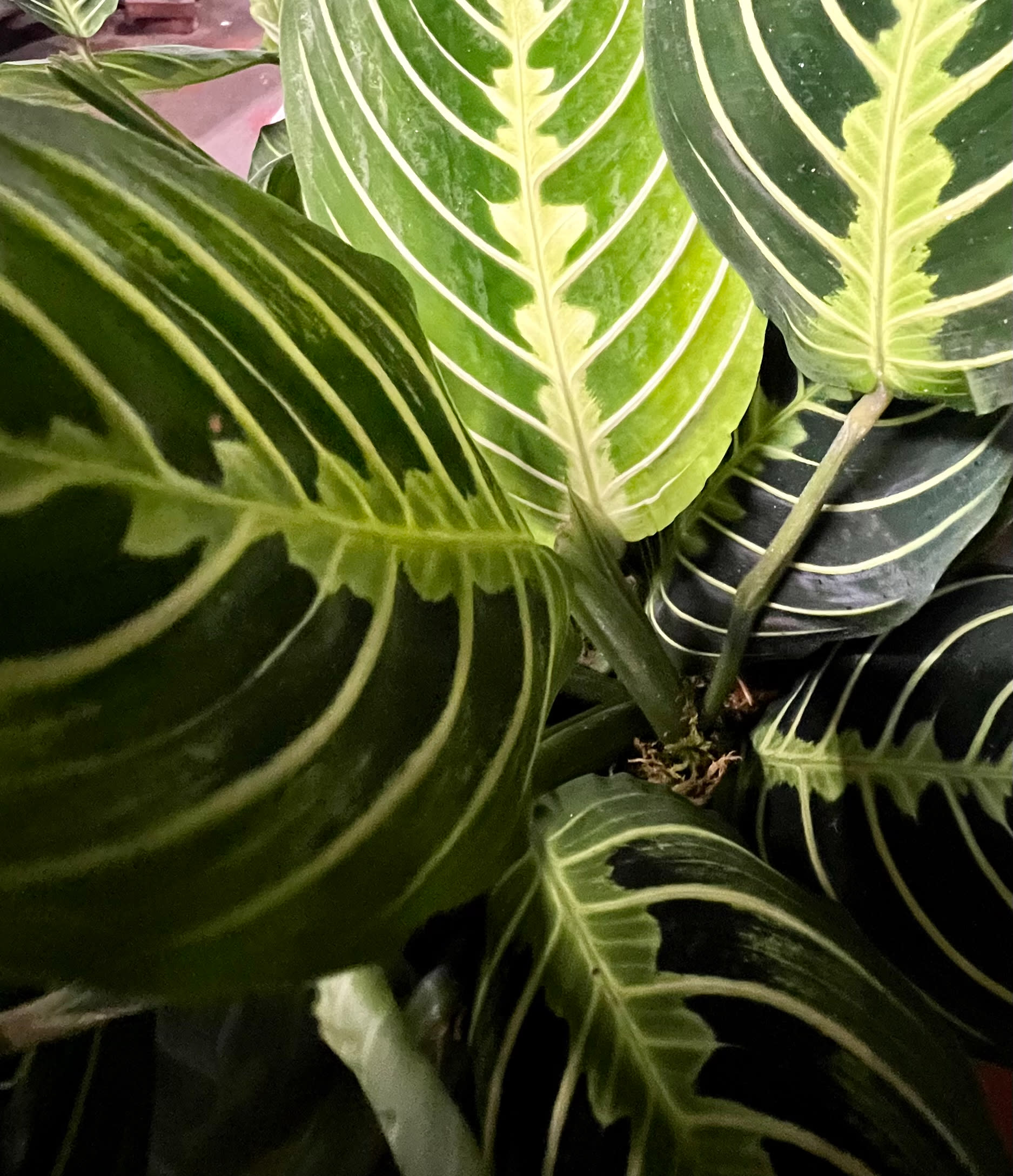Prayer Plant