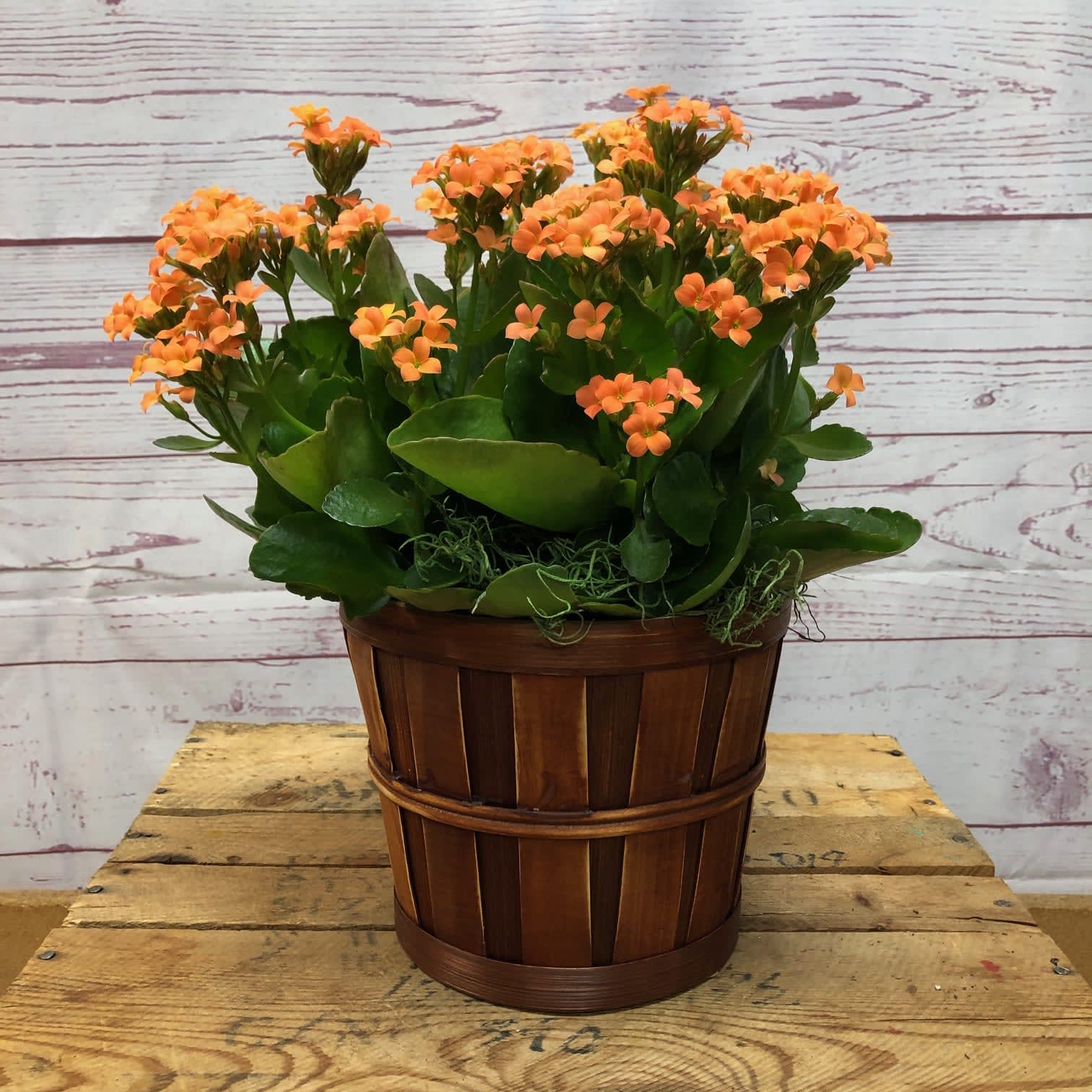 Blooming Kalanchoe Plant