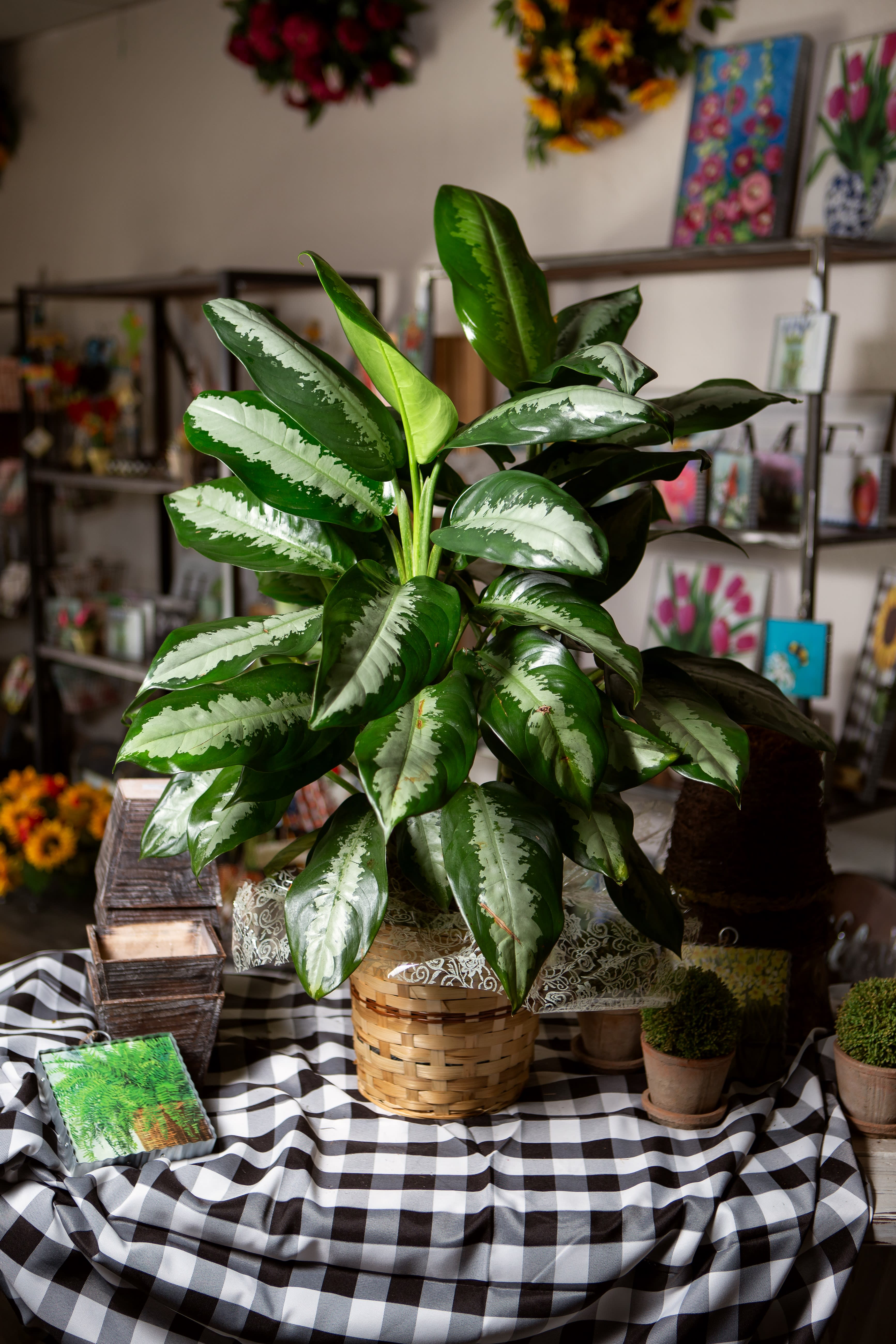 Aglaonema Flower Bouquet