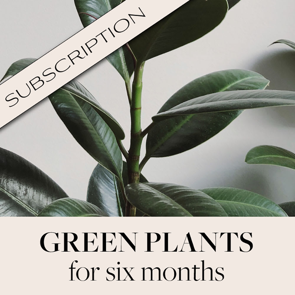 Plant Subscription (6) Flower Bouquet