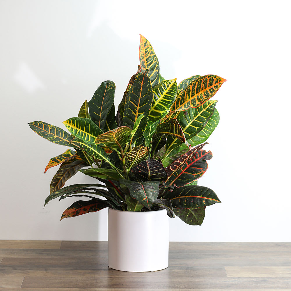 Croton Petra Plant Flower Bouquet