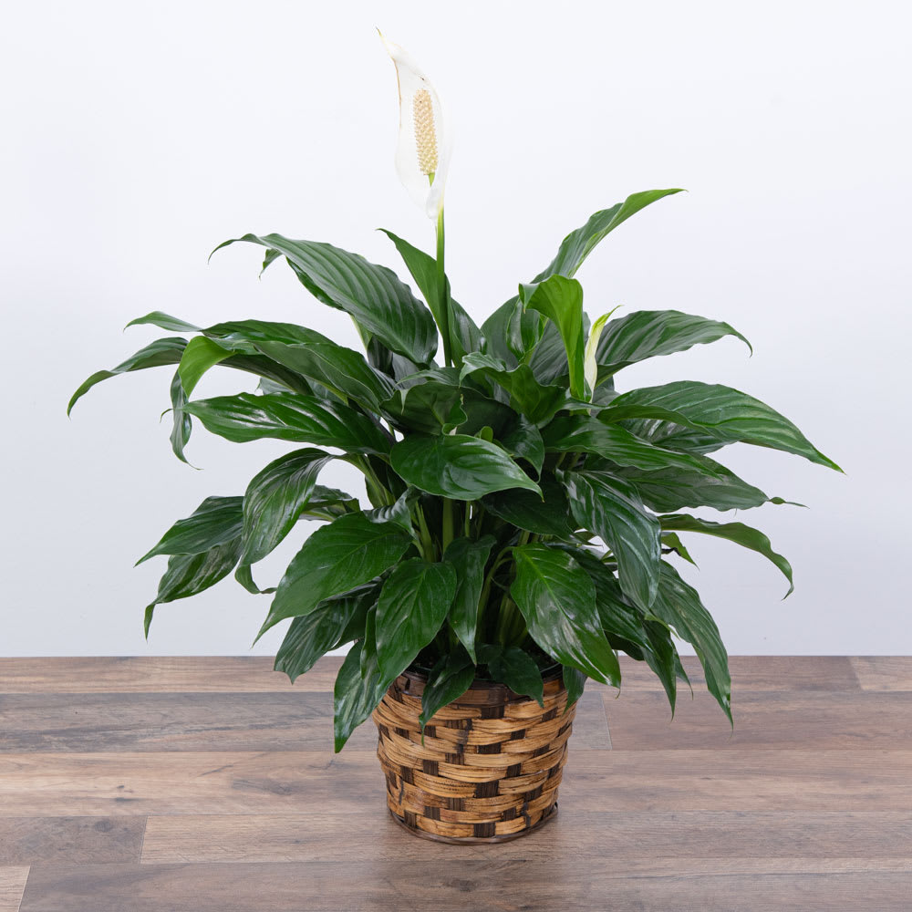 Peace Lily Plant Flower Bouquet