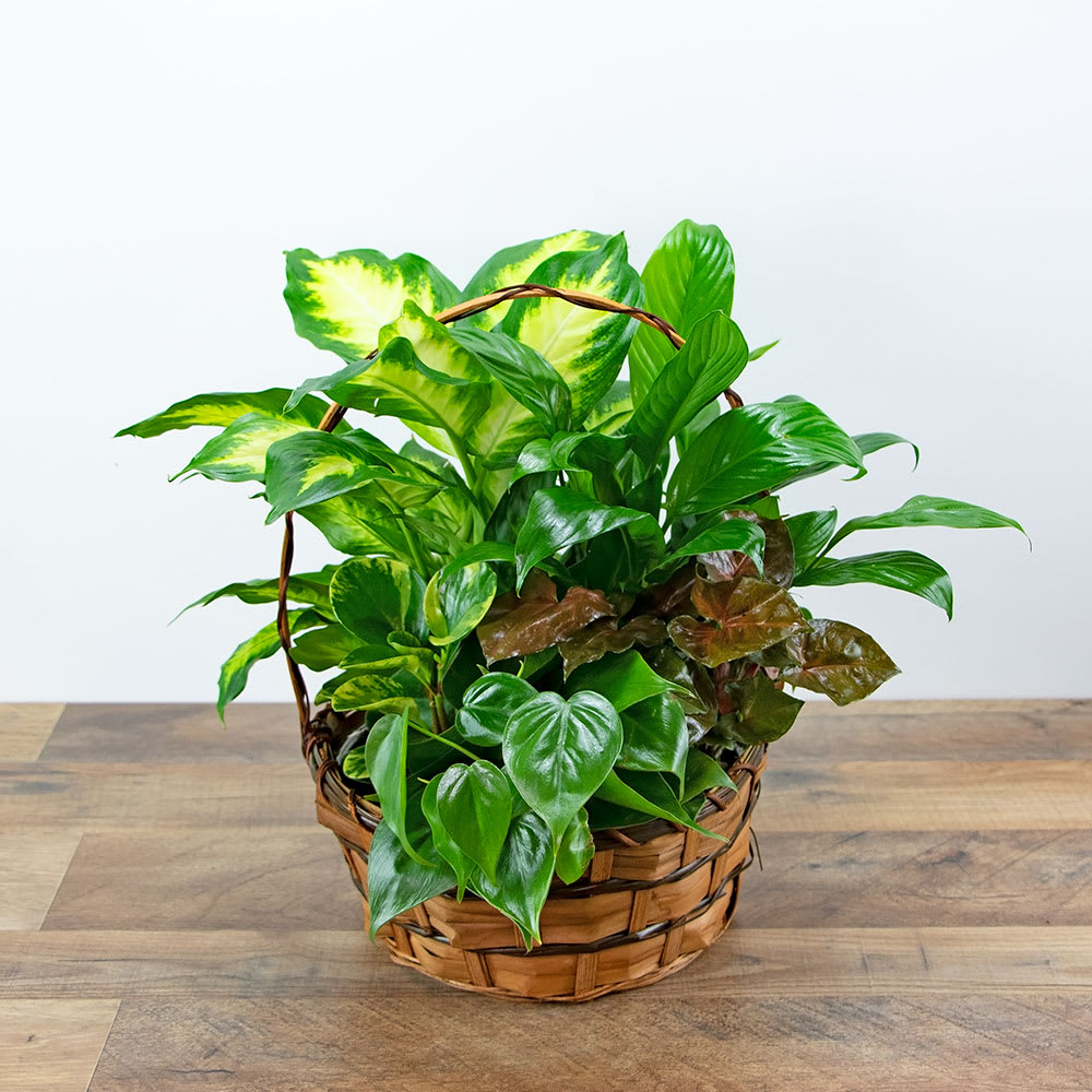 Medium Dish Garden Flower Bouquet