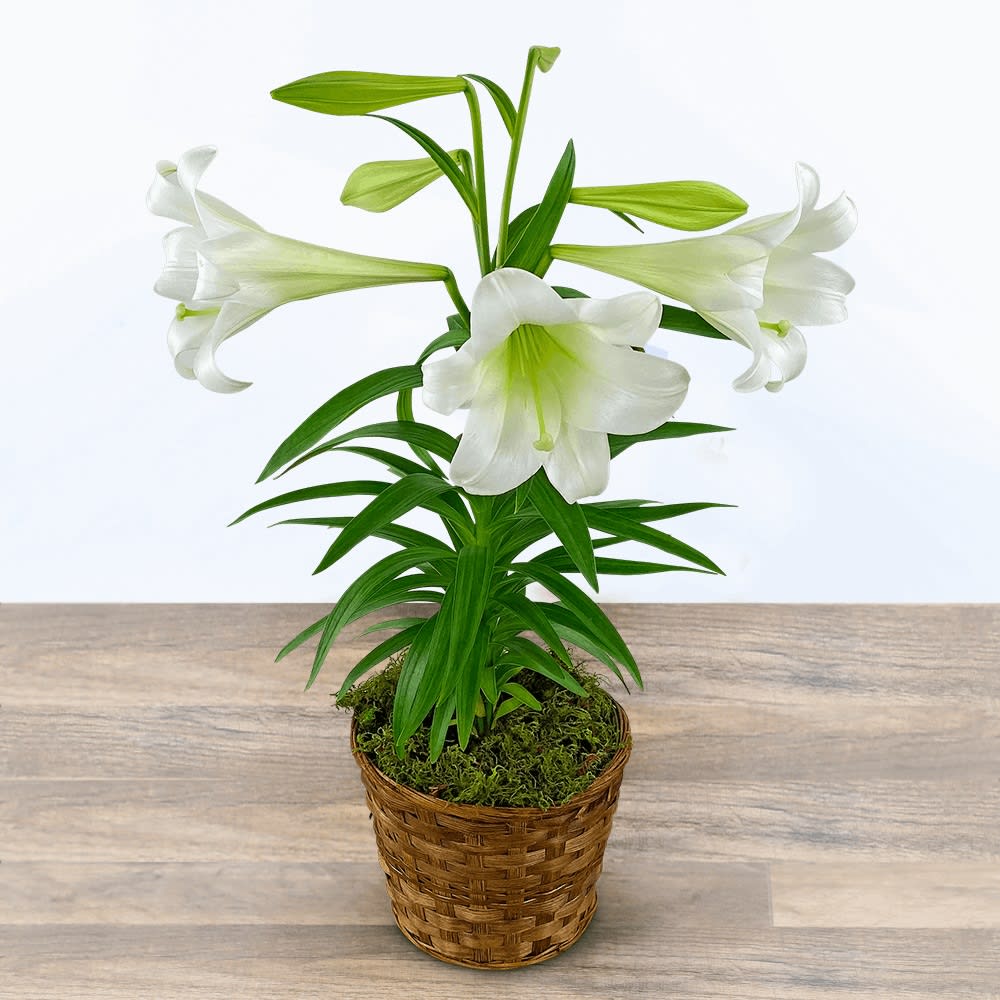 Easter Lily Plant in Basket Flower Bouquet