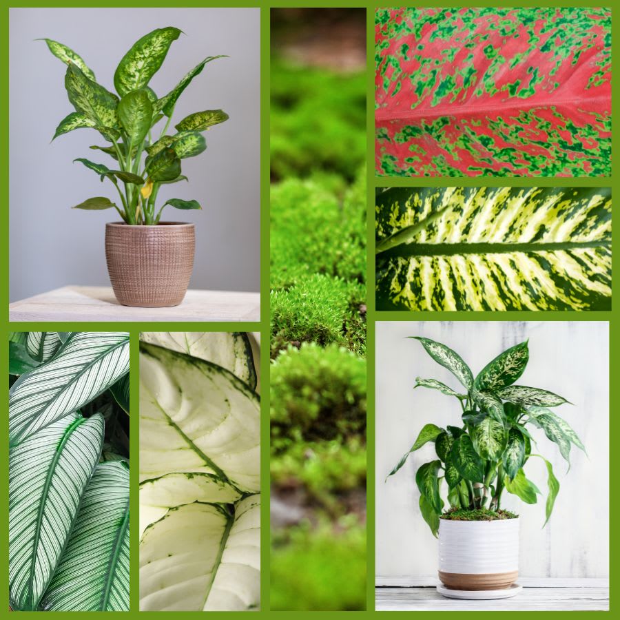 Tropical Dieffenbachia