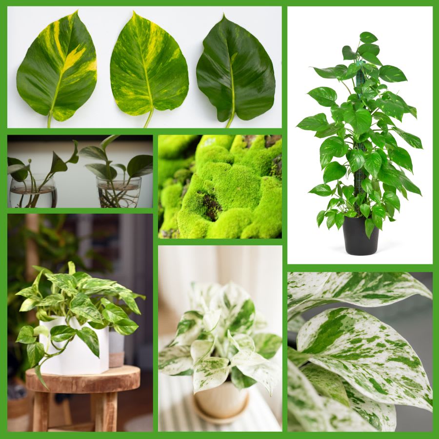 Tropical Pothos