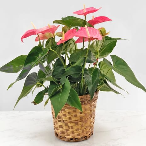 Anthurium Flower Bouquet