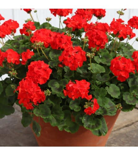 GERANIUM POTTED PLANT Flower Bouquet