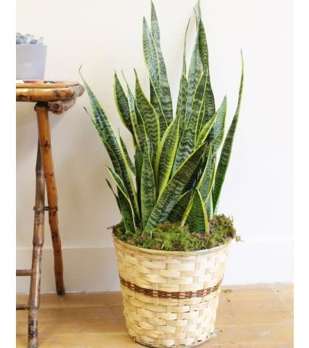 SANSEVIERIA sharp looking