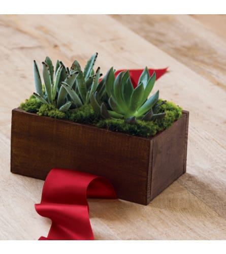 Petra Nature Green 17