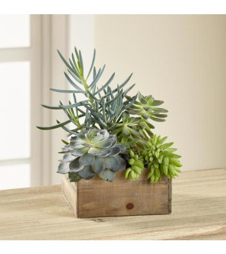 Succulents in a box 2 Flower Bouquet
