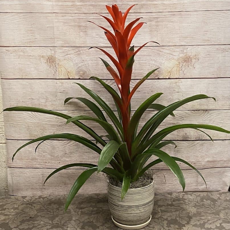 Designer’s Choice House Plant