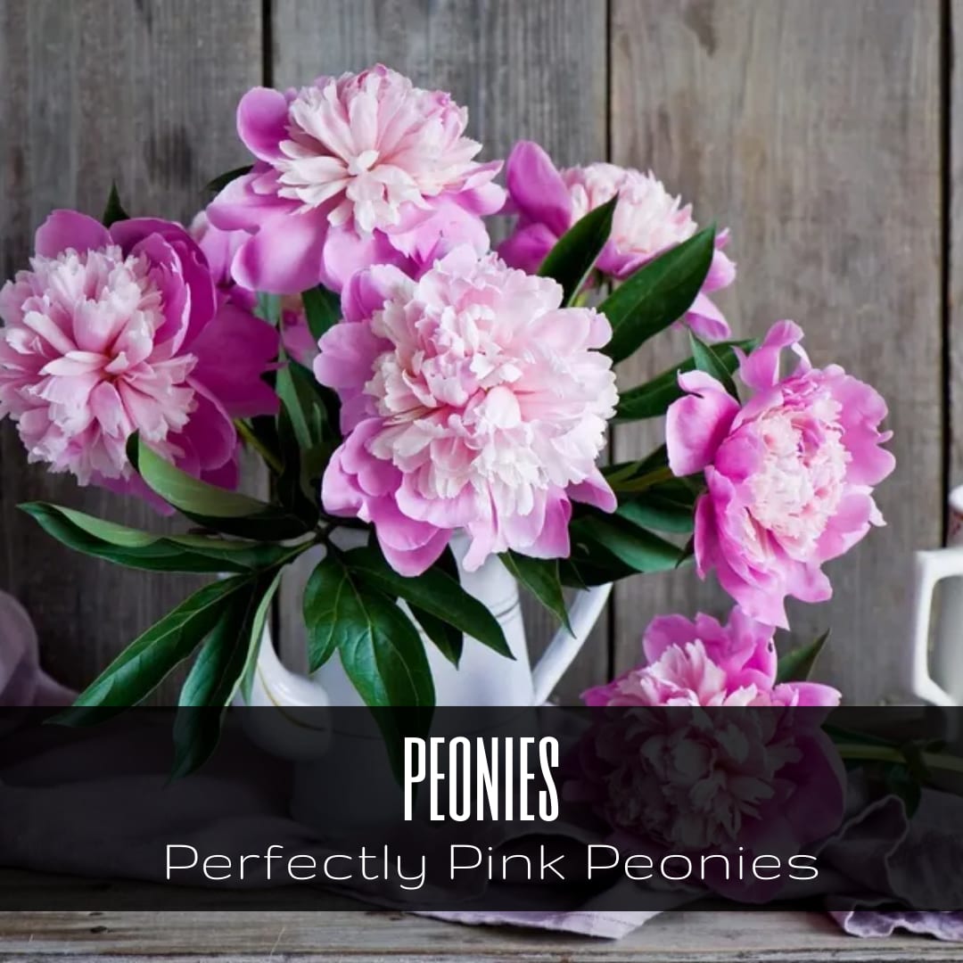 Perfectly Pink Peonies