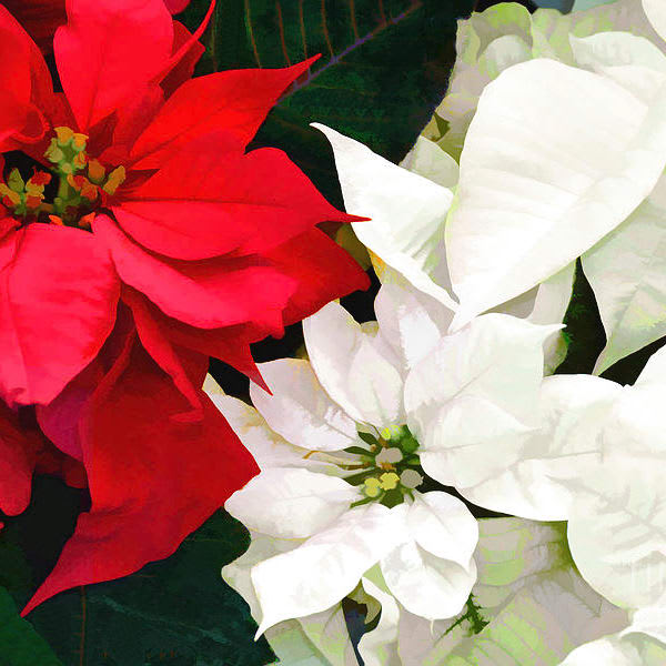 Poinsettia Flower Bouquet