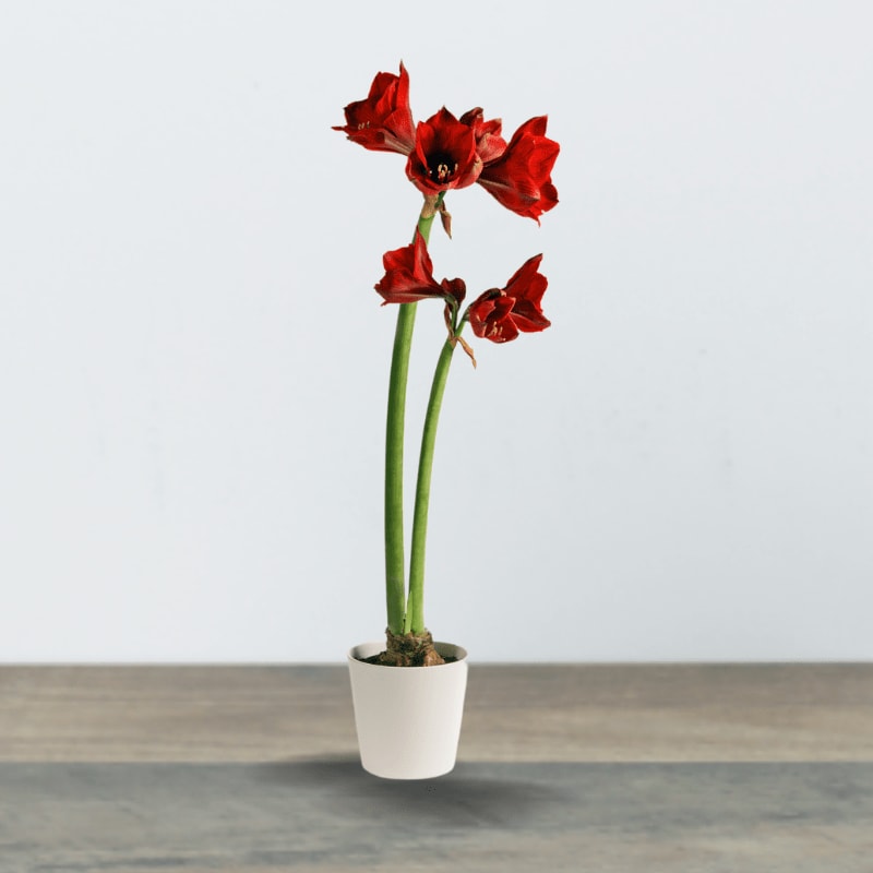 Amaryllis Plant Flower Bouquet