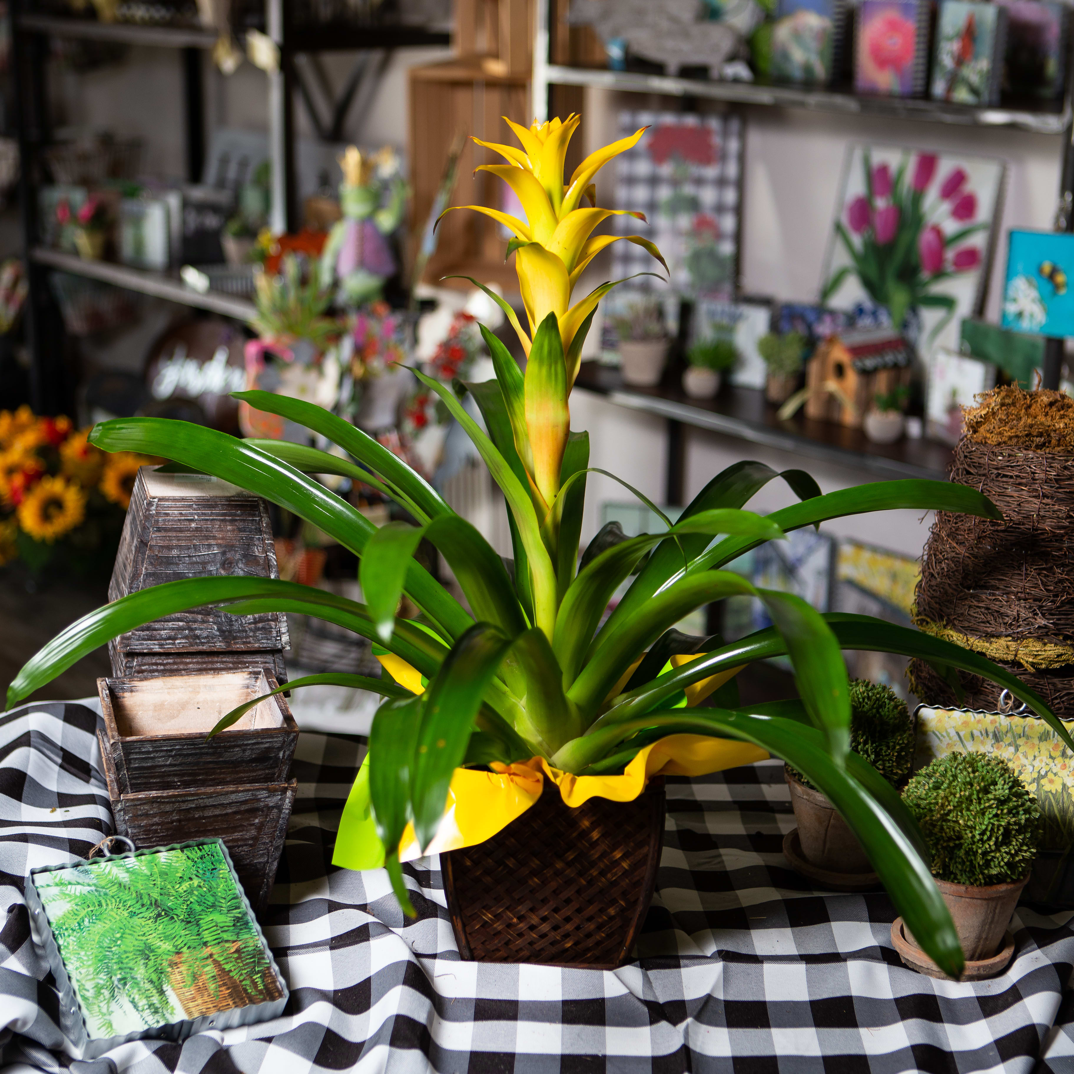 Bromeliad