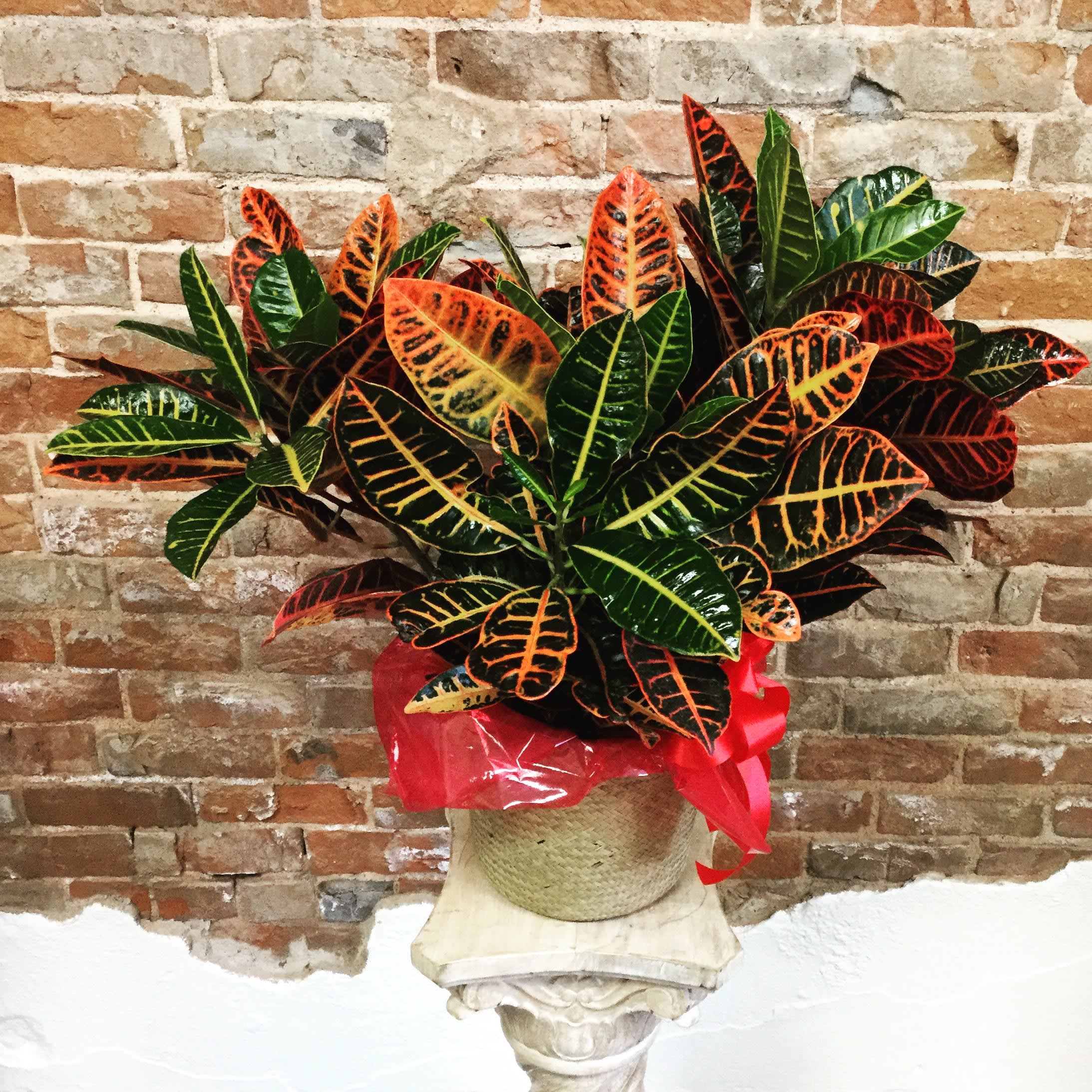 Croton Flower Bouquet