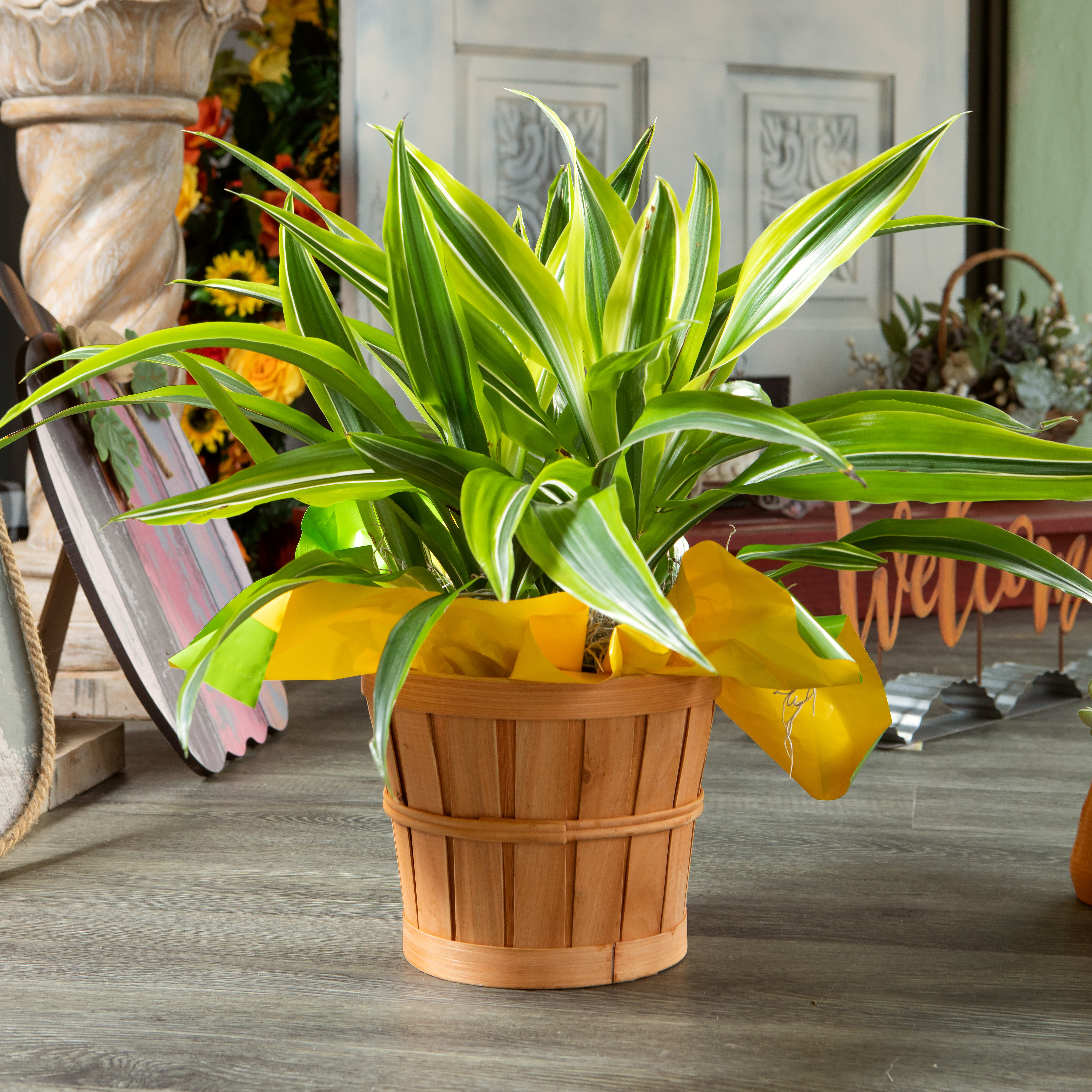 Dracena Flower Bouquet