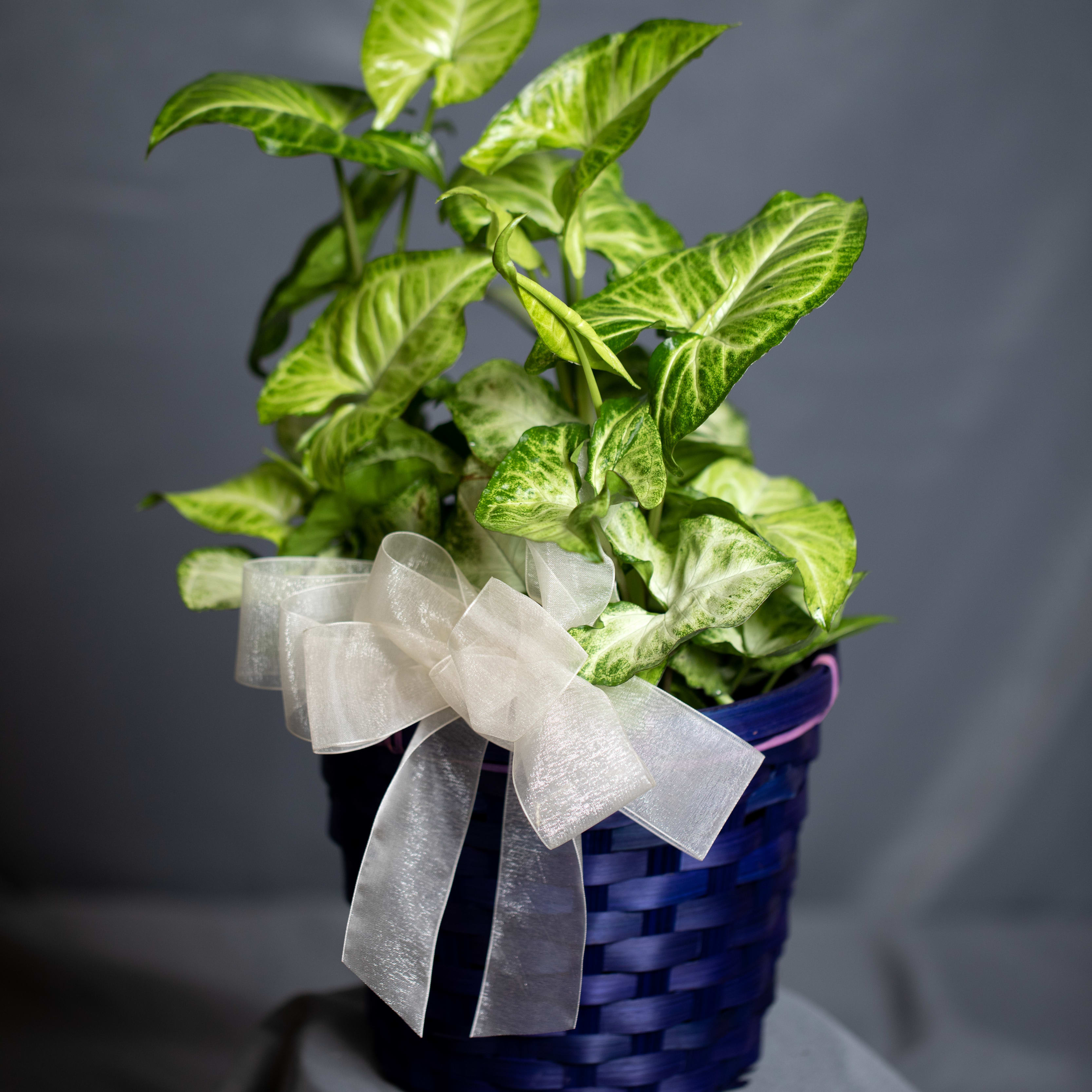 Nepthytis Flower Bouquet