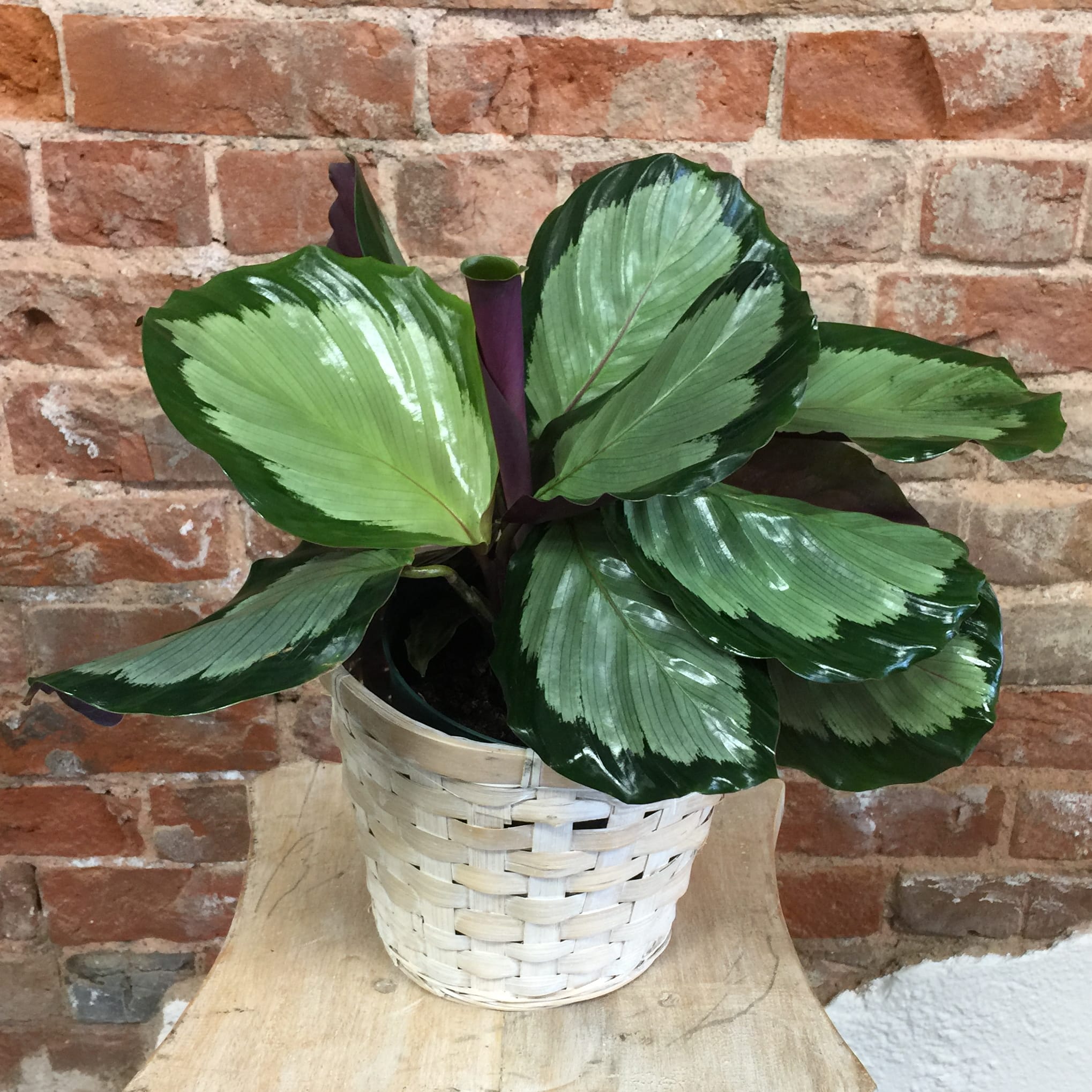 Prayer Plant Flower Bouquet