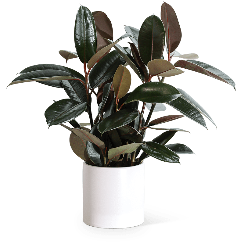 Rubber Plant Flower Bouquet
