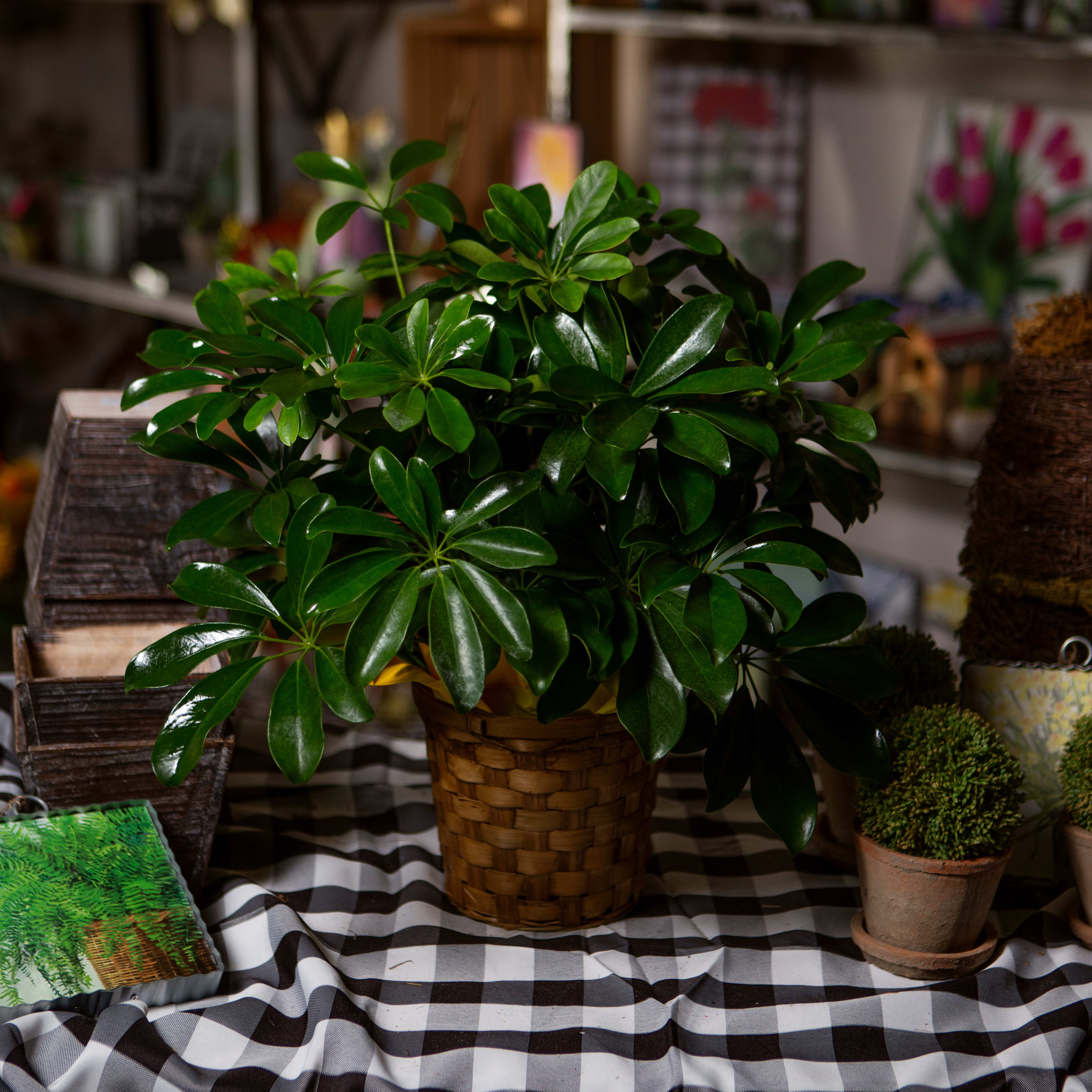 Schefflera Flower Bouquet
