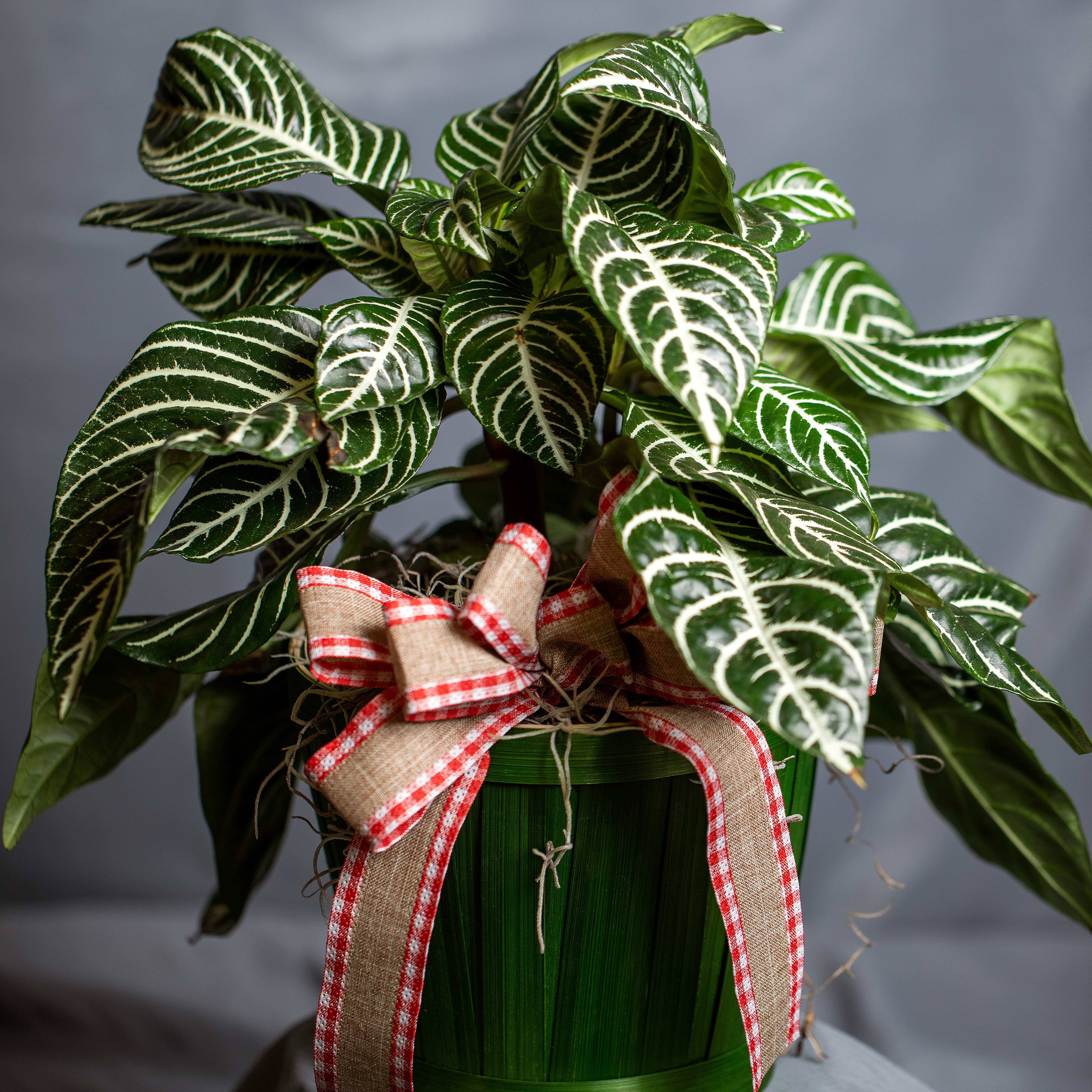 Zebra Plant Flower Bouquet