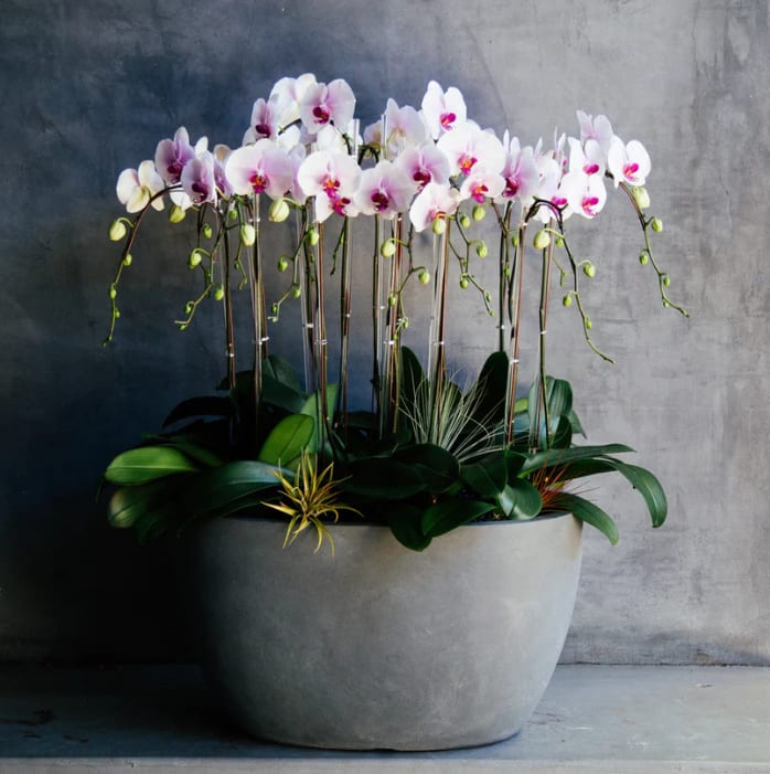 Flowering House Plants