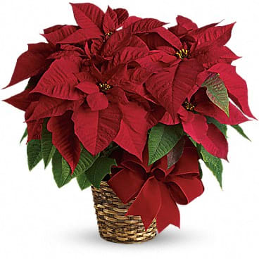 Poinsettia in basket
