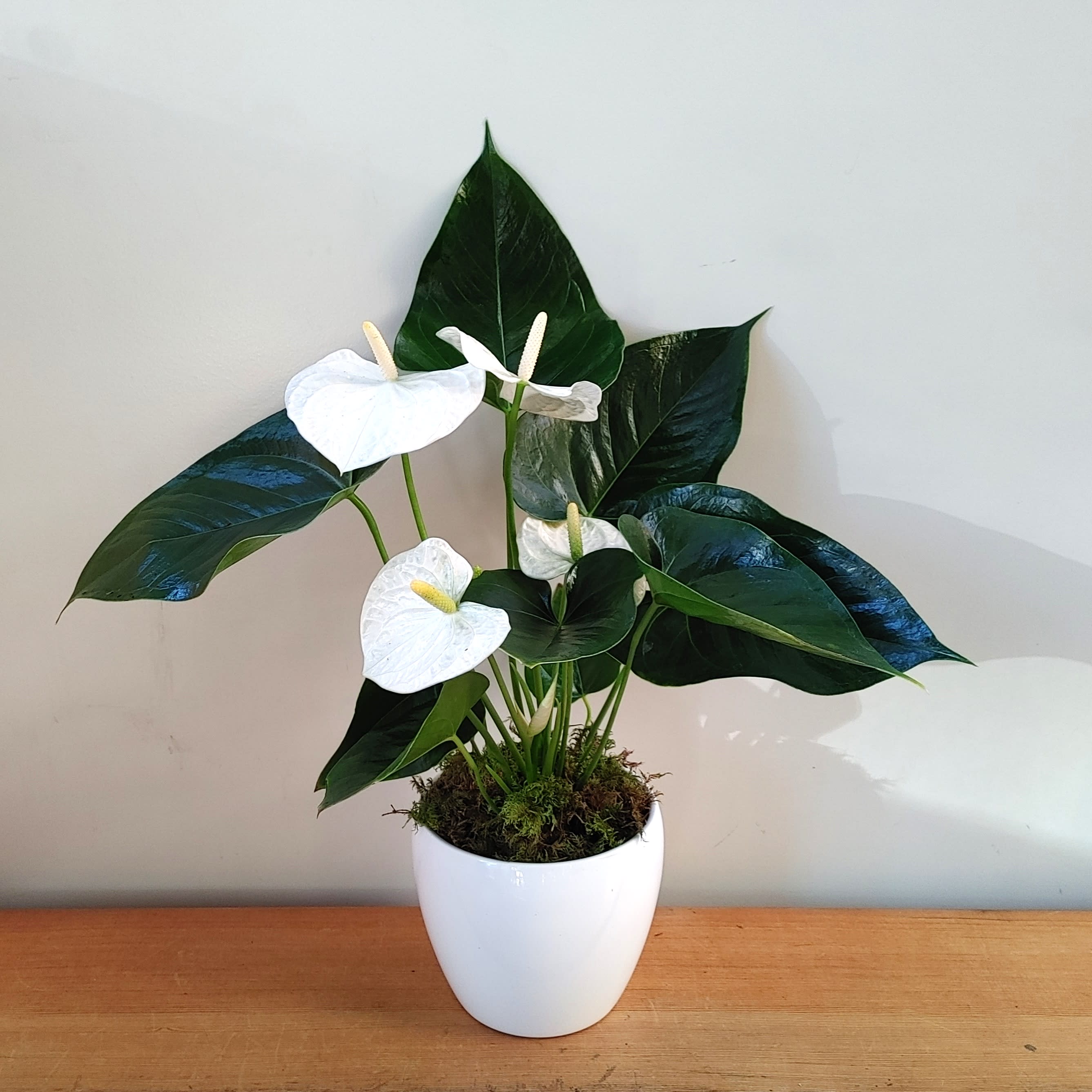 White Anthurium