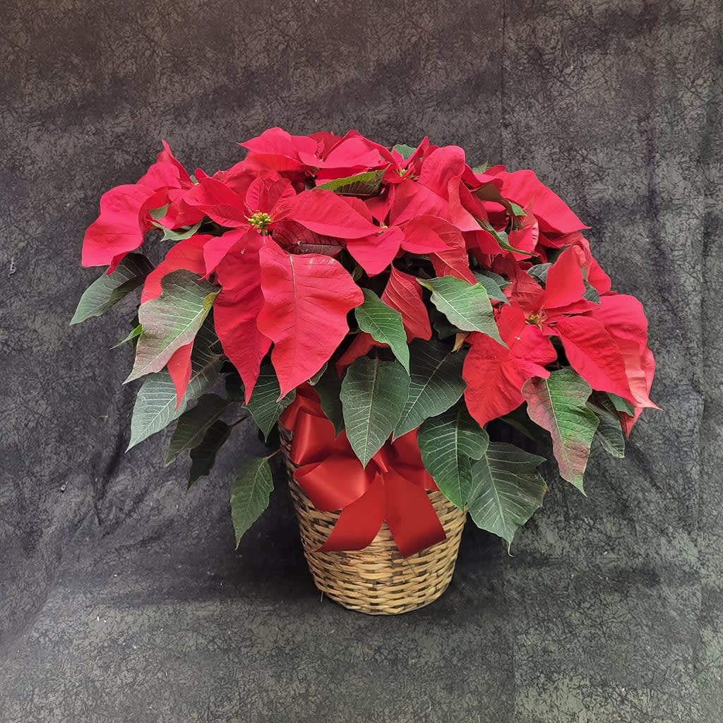 PLBPOI10 - POINSETTIA RED 10" POT