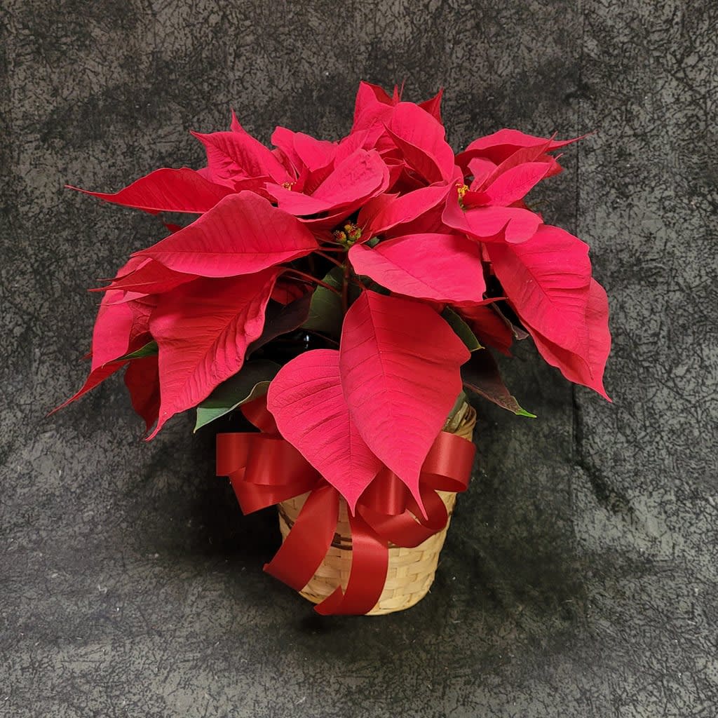 PLBPOI61 - POINTSETTIA 6 INCH ONE STEM