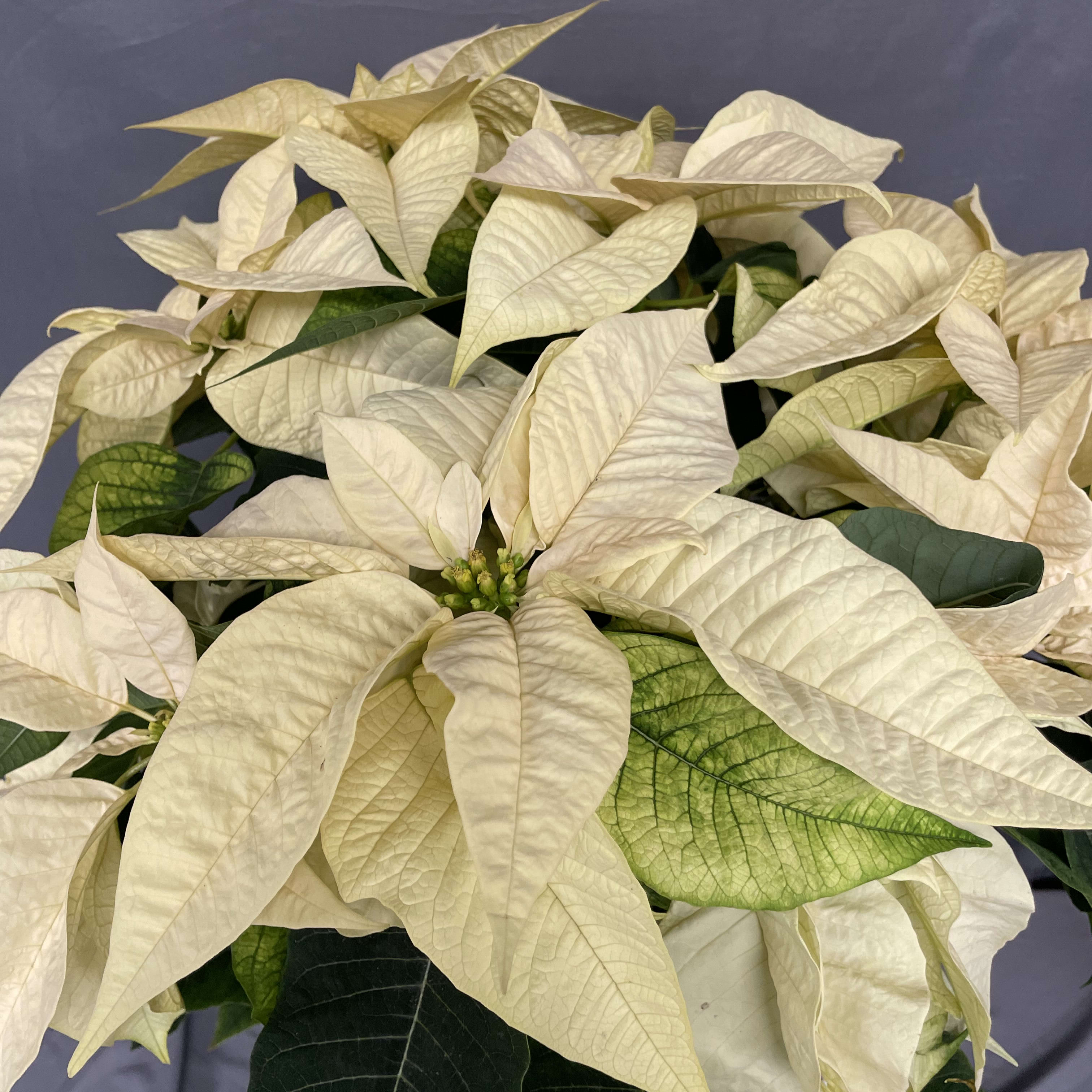 White Poinsettia Flower Bouquet