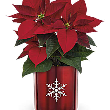 Teleflora's Snowflake Poinsettia Flower Bouquet